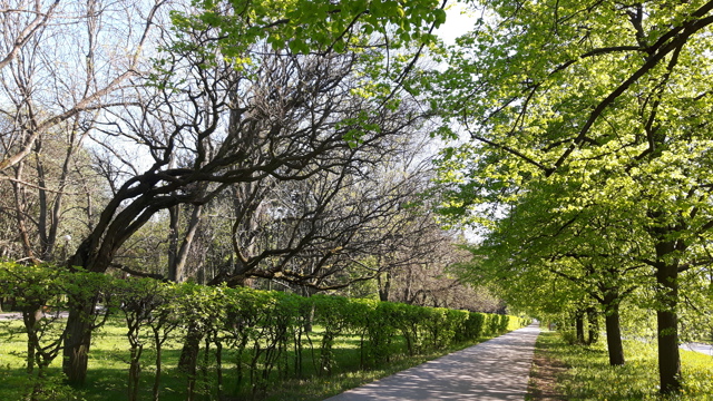 nagie drzewo pochylające się ku zieleni